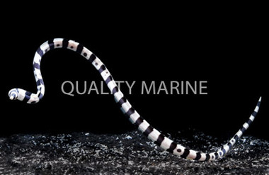 Banded Moray Eel :: 16057