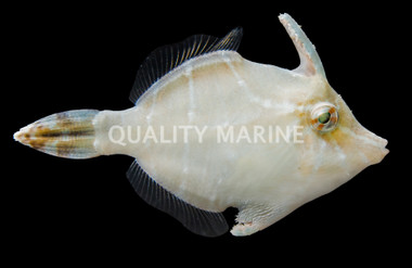 Radial Filefish