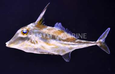 Tripod Filefish :: 16513