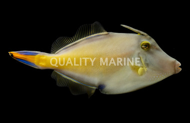 Large Scale Leatherjacket