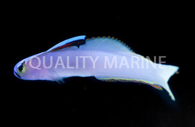 Deep Water Helfrichi Firefish :: 18503