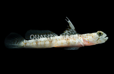 Monster Shrimp Goby  