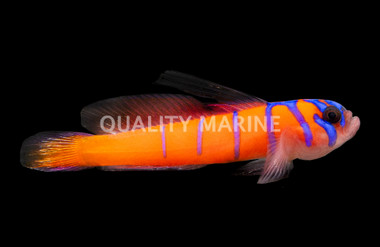 Catalina Goby
