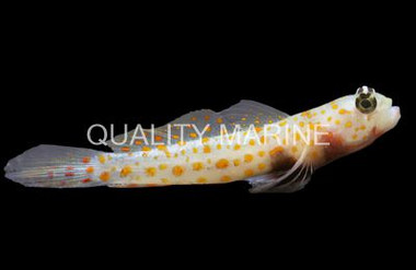 Orange Spotted Shrimp Goby :: 18535