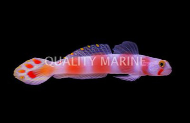 Flagtail Shrimp Goby :: 18546