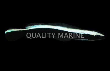 Sand Tilefish
