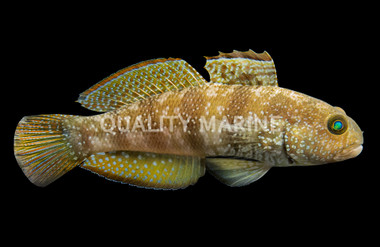 Sphynx Goby