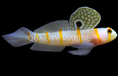 Orange Stripe Shrimp Goby