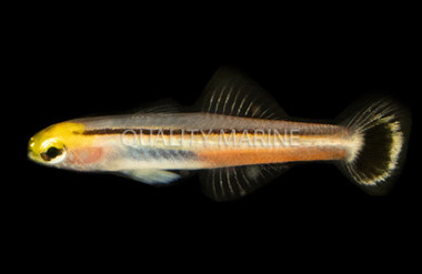 Mini Dart Goby :: 18634