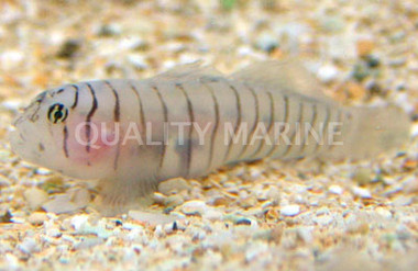 Tiger Goby :: 18661