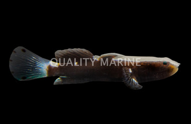 White Cap Goby