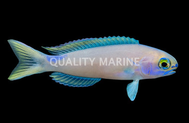 Randall's Tilefish