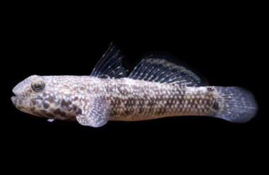 Colon Goby :: 18721