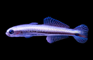 Beautiful Hover Goby :: 18727