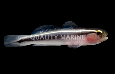 Barsnout Goby