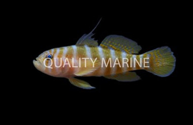 Dawson's Goby :: 18738