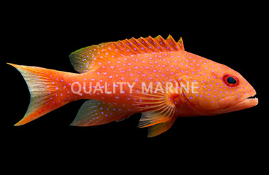 White Edged Lyretail Grouper