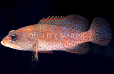 Graysby Grouper :: 19026