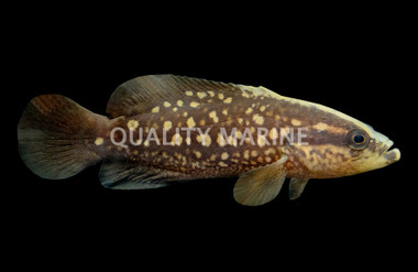 Blackfin Soapfish