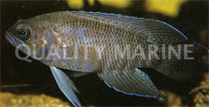 Northern Blue Devil Grouper :: 19039