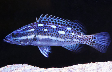 Metallic Blue Grouper :: 19067