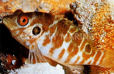 Twospot Hawkfish :: 21005