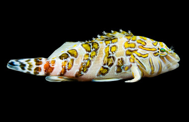 Giant Hawkfish