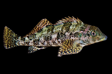 Eastern Kelpfish