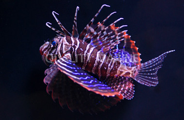 Dwarf Blackfoot Lionfish :: 22518