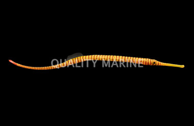 Multi Banded Pipefish