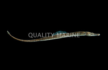 Gulf Pipefish