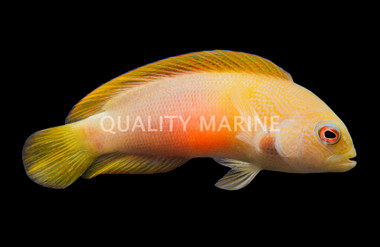 Fire Tailed Dottyback