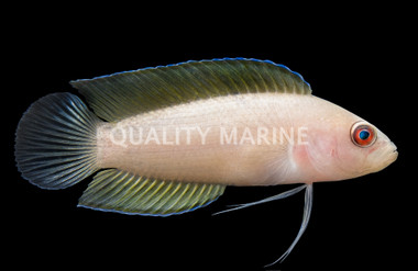 Green Serosa Dottyback :: 26030
