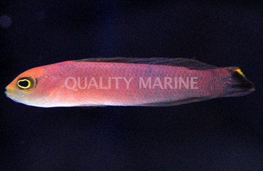 Elongate Dottyback :: 26039