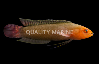 Elongate Dottyback