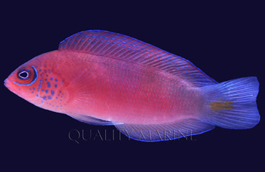 Salvati Dottyback :: 26051
