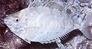 Streamlined Rabbitfish, Juvenile :: 27009