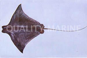 Bay Stingray :: 27501