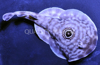 Ocellated Electric Stingray :: 27503