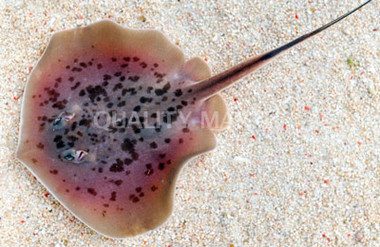 Blotched Stingray :: 27521