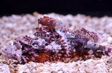 Browed Short Scorpionfish :: 28015
