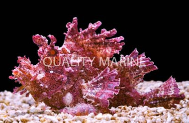 Colored Frilly Scorpionfish :: 28016