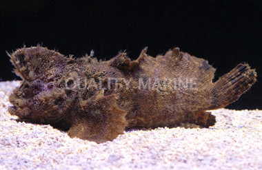Crested Weedfish :: 28044