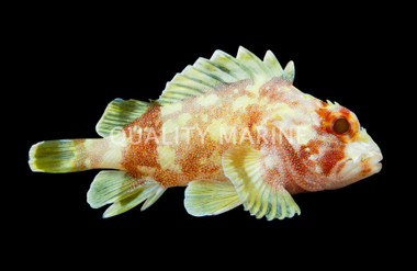 Yellow Spotted Scorpionfish
