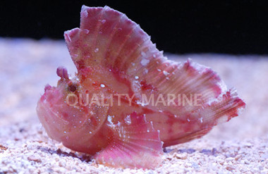 Super Red Scorpionfsih :: 28055