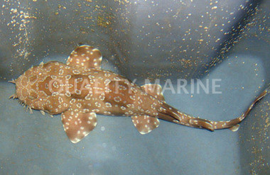 Spotted Wobbegong Shark :: 29011