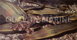 Swell Shark :: 29017