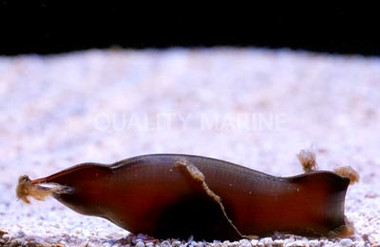 Egg Capsule, Atelomycterus :: 29033