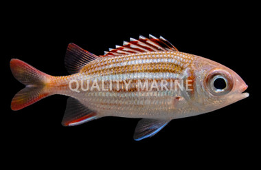 Reef Squirrelfish
