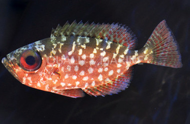 Dusky Finned Bullseye Soldierfish :: 30518